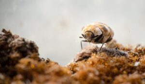 carpet beetle bites