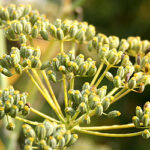 fennel and fennel seeds