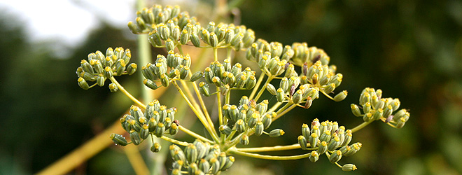 fennel and fennel seeds
